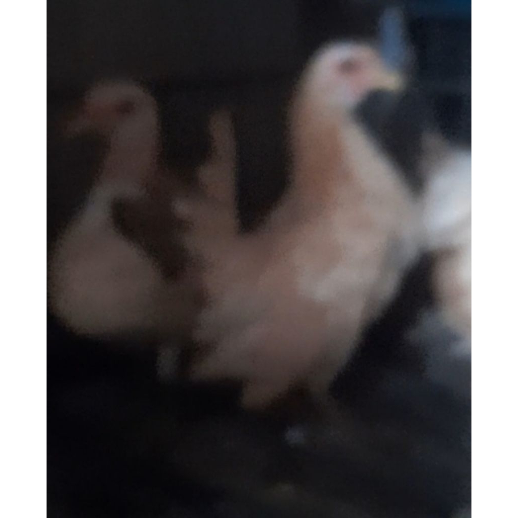 AYAM SERAMA ORI BLUNJUR BETINA SATUAN "ayam sesuai foto"