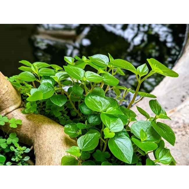 Tanaman Sirih Cina-Tanaman Herbal Sirih Cina-Sirih Cina Herbal