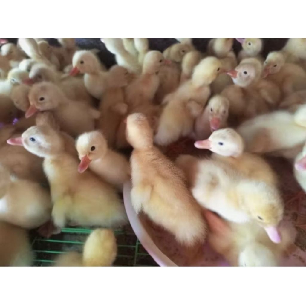 bebek putih - bebek peking - dod peking