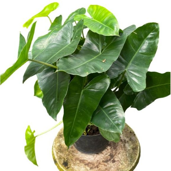 Philodendron burlemarx