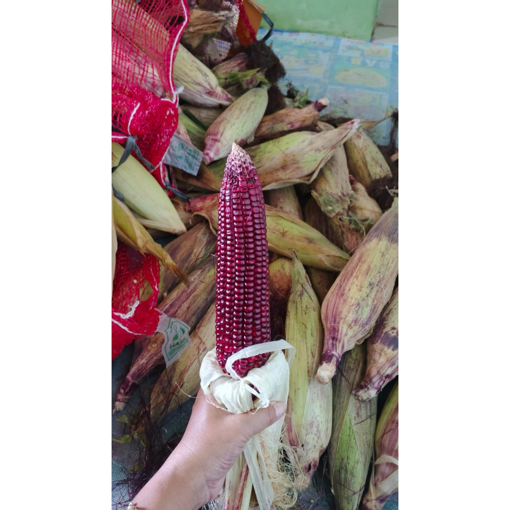 JAGUNG KETAN PULUT UNGU