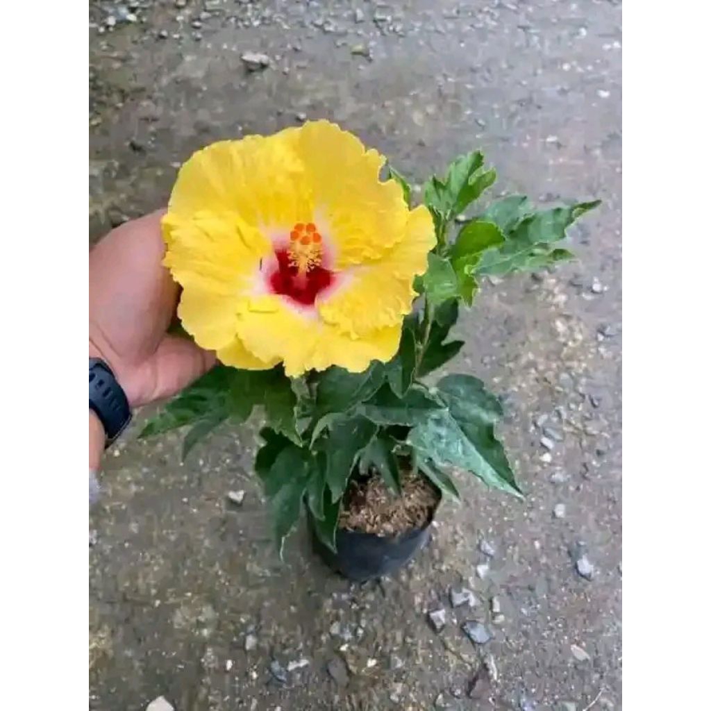 TANAMAN HIAS HIBISCUS ROSA SINENSIS KUNING TUMPUK TITIK MERAH KUALITAS UNGGUL CEPAT BERBUNGA