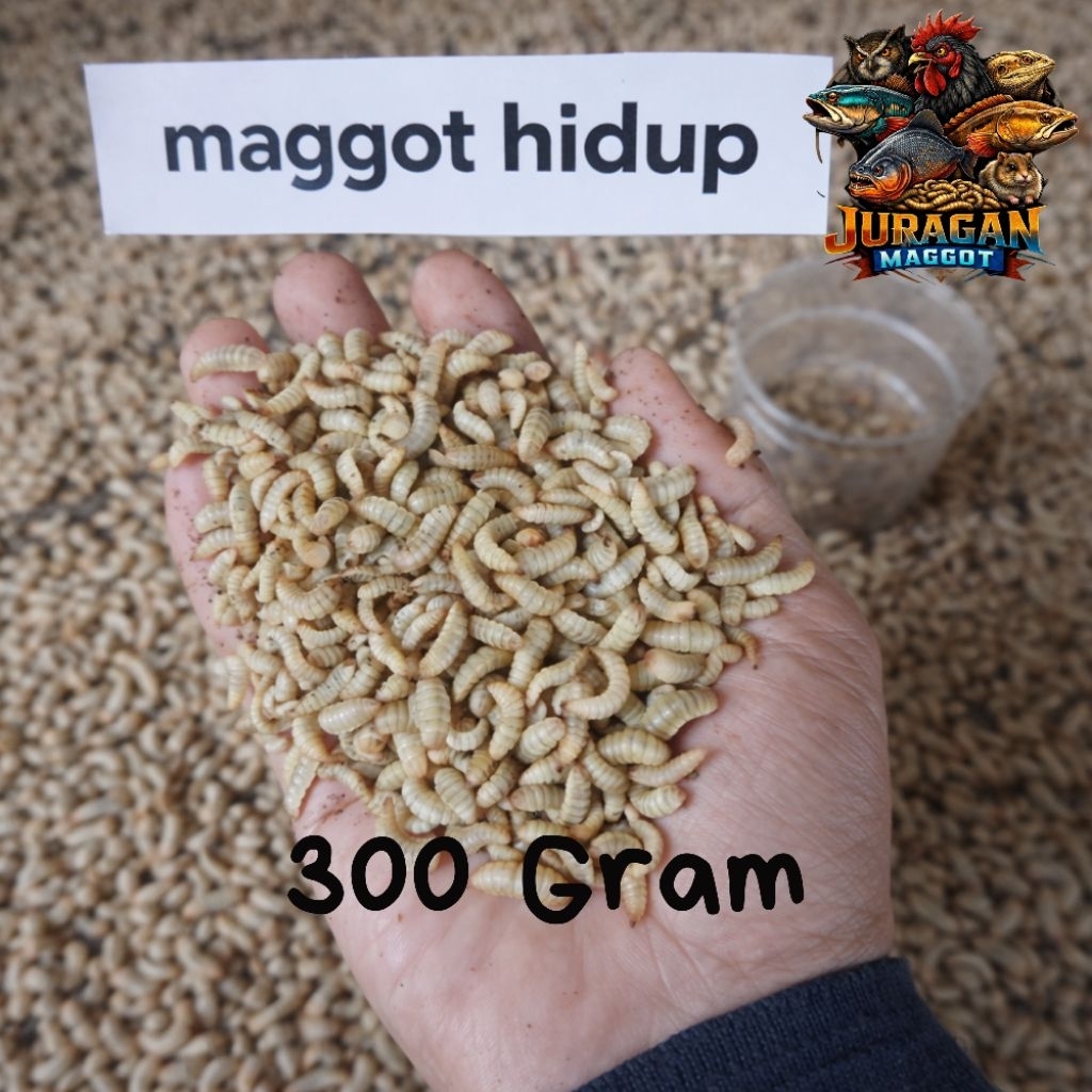 Maggot Fresh/maggot hidup 300gram