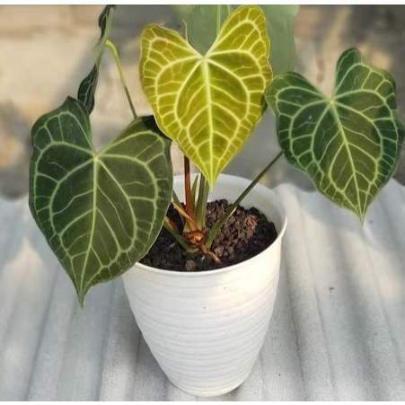 Tanaman Hias Kuping Gajah Segar | Daun Lebar Hijau Elegan | Tanaman Indoor & Outdoor