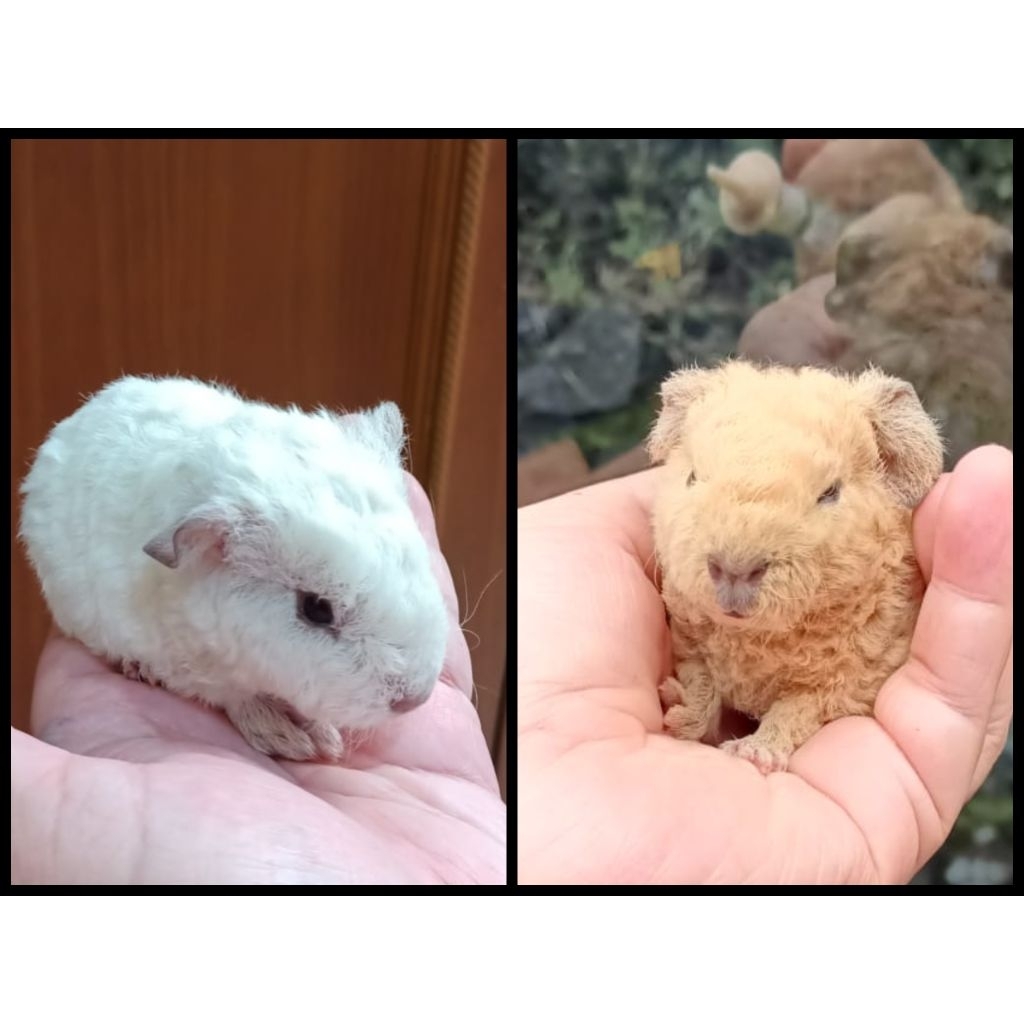 guinea pig marmut teddy jantan betina anakan sapihan