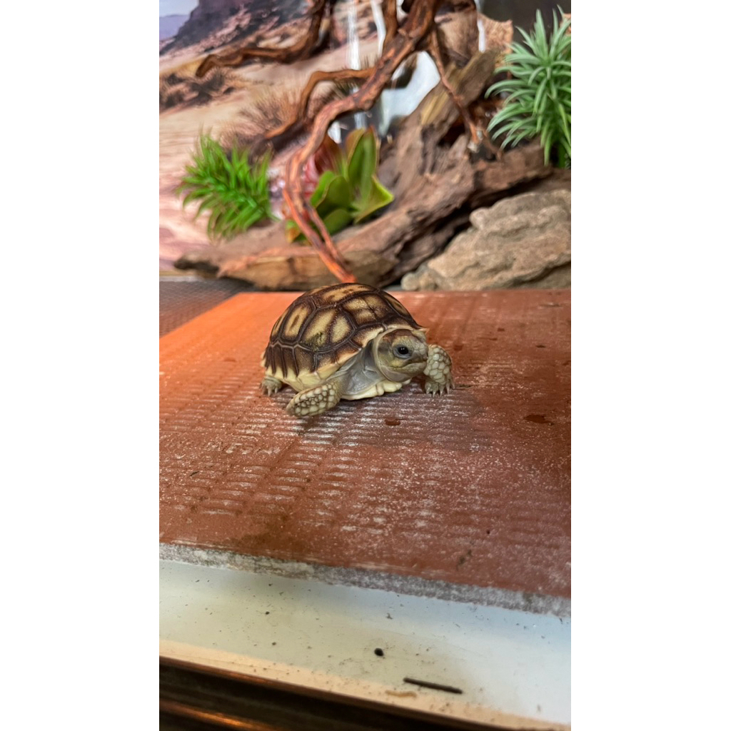 kura Kura Darat Sulcata