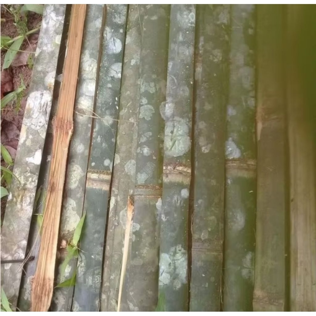 bilah bambu petung panjang 1,3 meter /bambu kuat