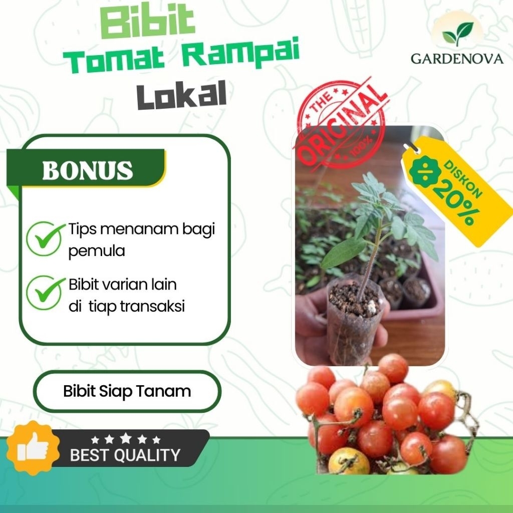 Bibit tomat rampai lokal siap tanam