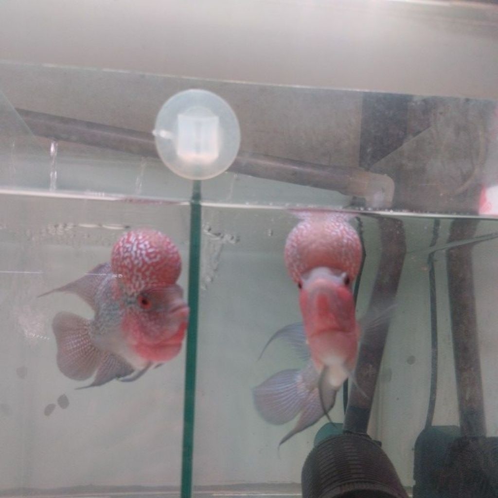 LOHAN SUPER RED DRAGOD SRD BOOM HEAD