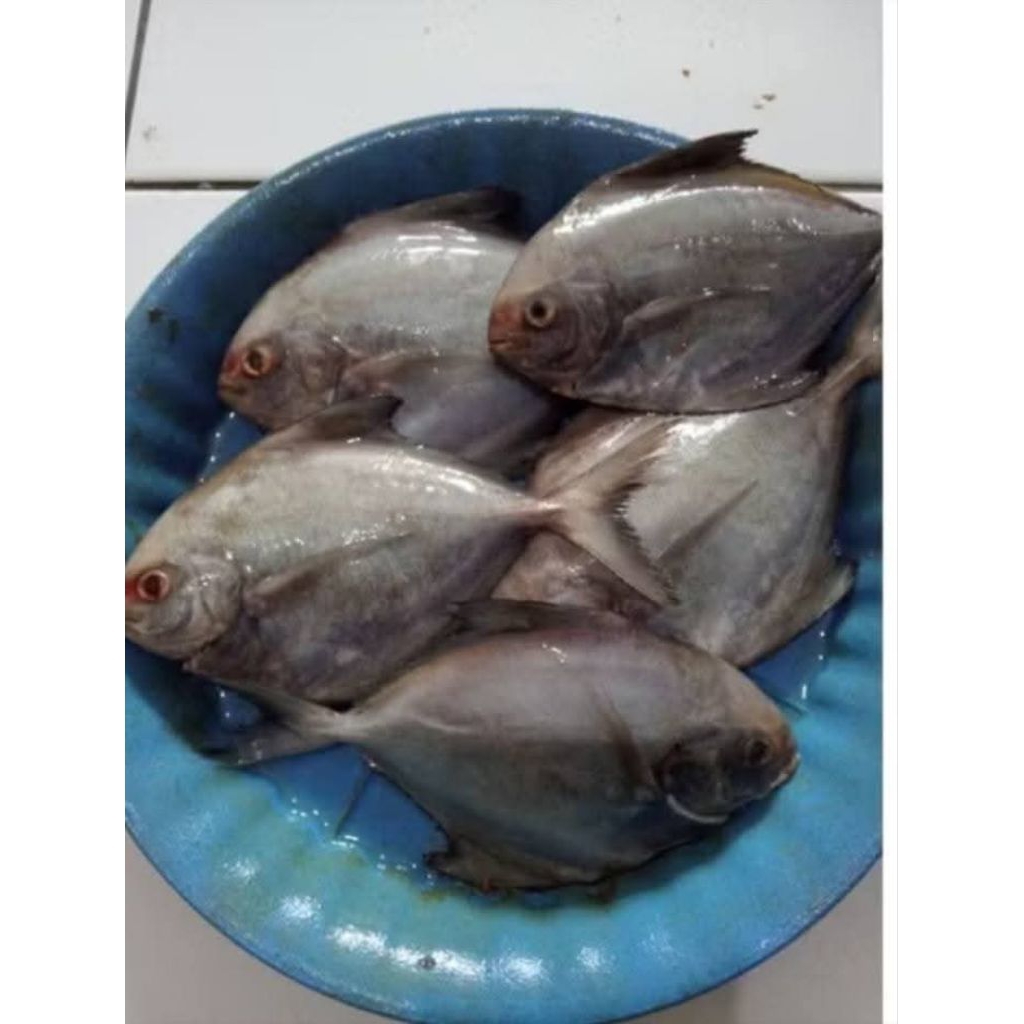 dorang segar fress/ika dorang segar fress