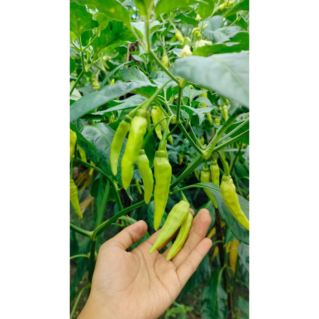Tanaman Hidup Bibit Cabe Rawit Hijau - Cabe Rawit Pedas Berbuah Berakar Siap Di Tanam Dirumah