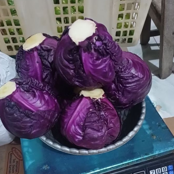 Kol ungu / Kubis ungu 1 KG