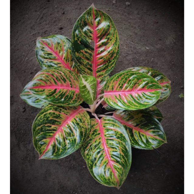 Aglonema big papa | Tanaman aglonema big papa | Aglaonema big papa