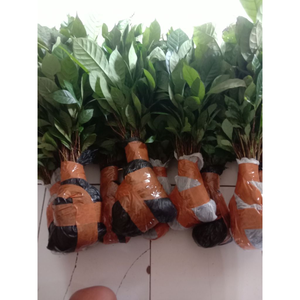 bibit kopi robusta Bagio cabutan/50 pcs