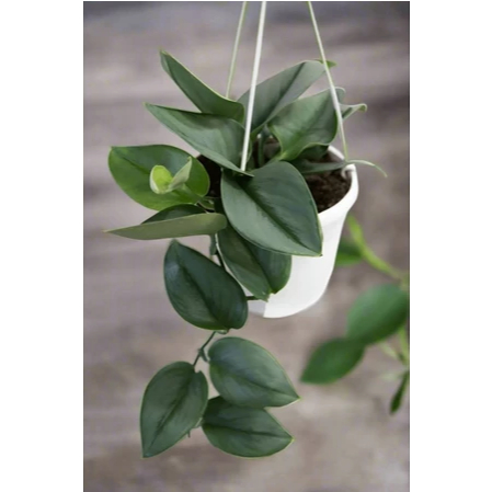 Tanaman Hias Scindapsus Treubii 'Silver' Moonlight - Tanaman Hias Scindapsus Silver - Tanaman Hias S