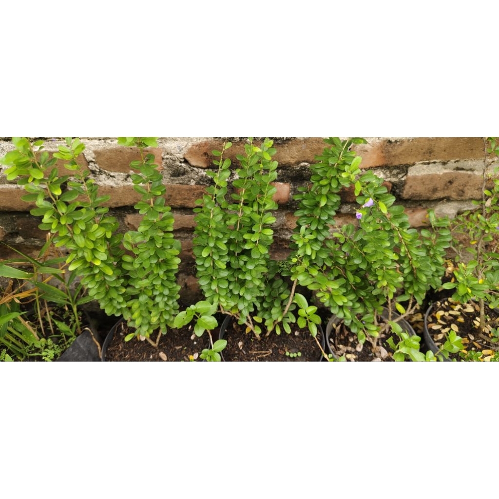 saeng simbur tanpa duri