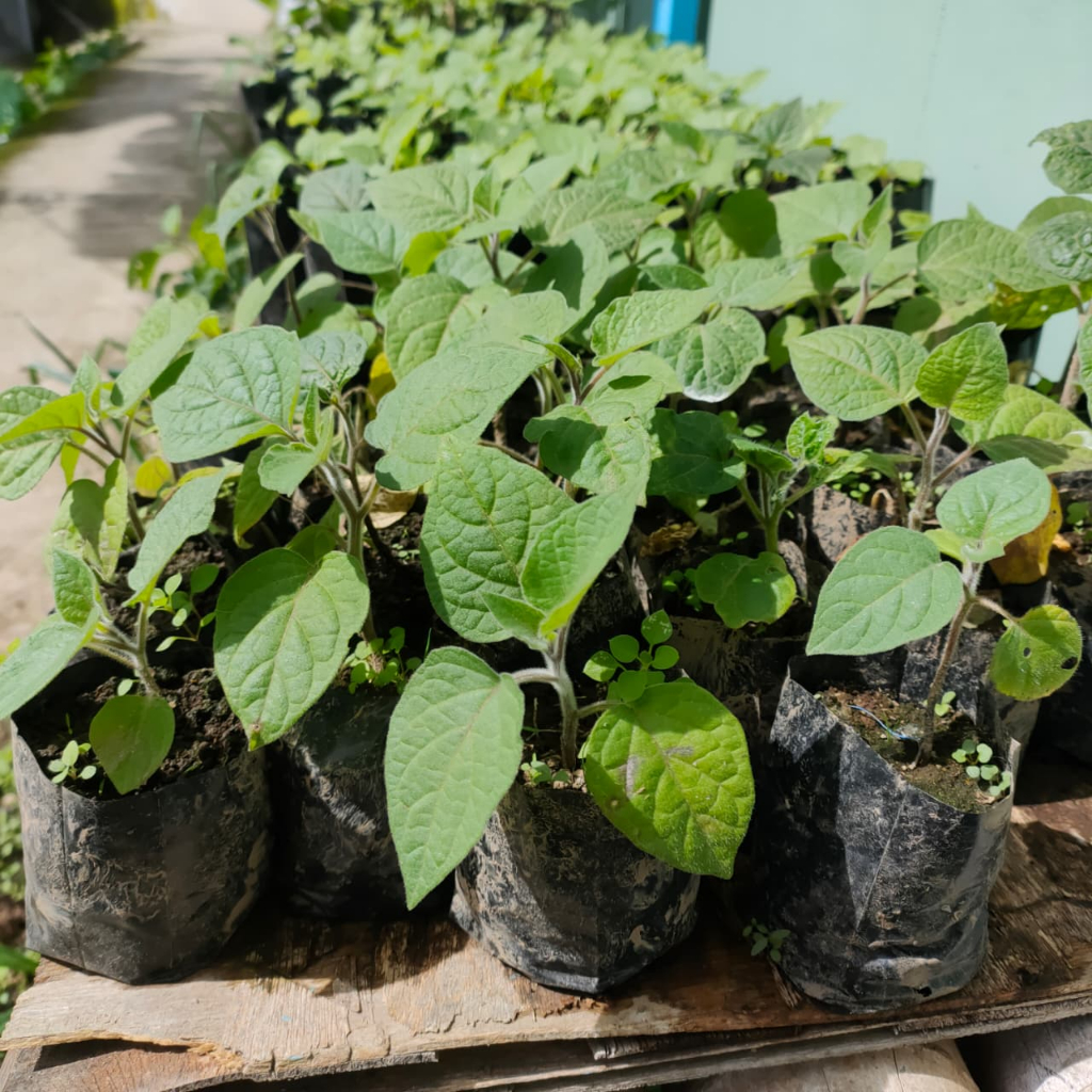 BIBIT BUAH CIPLUKAN JUMBO SIAP TANAM