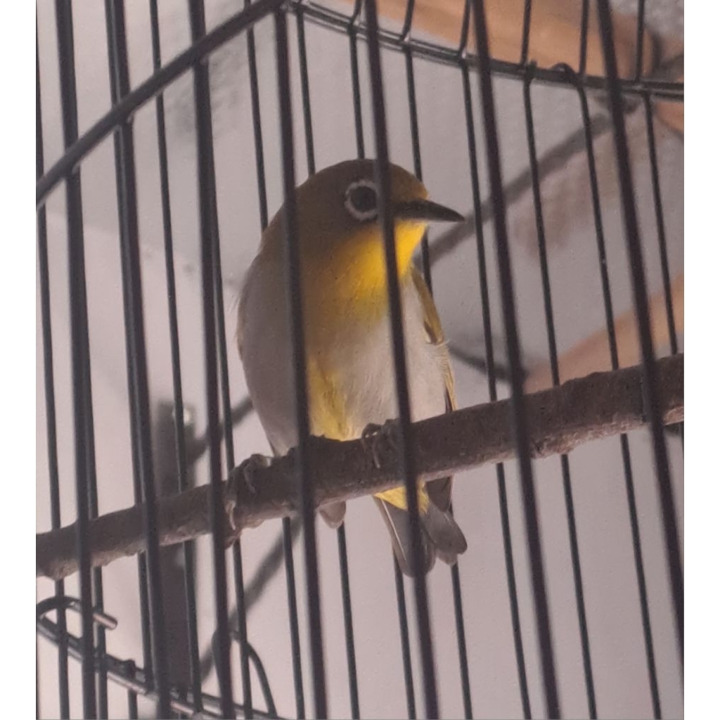 Burung Pleci Bustomi jantan sudah voer