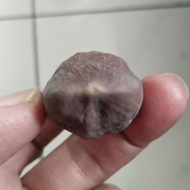 Kemiri Adu Muncang Adu Nyonyo ZT Ori Tua Jatuhan