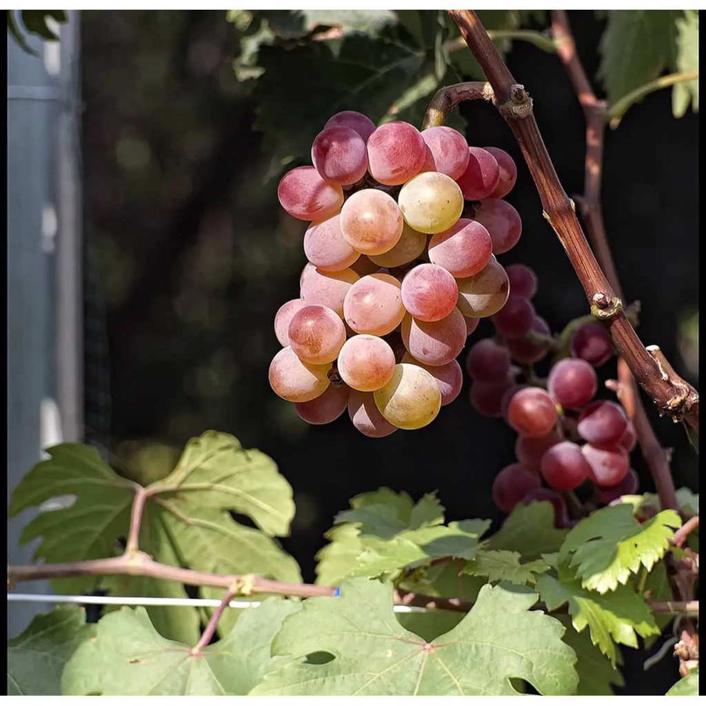 Tanaman Bibit Pohon Anggur Sudah Besar - Tanaman Bibir anggur