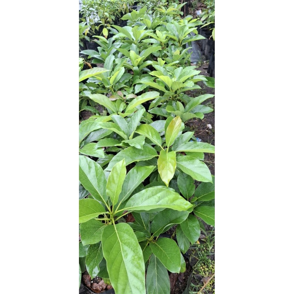 Bibit Alpukat Tabulampot kw