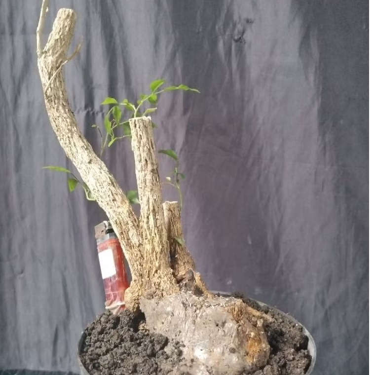 Bahan Bonsai Kemuning Dongkelan Berkarakter Small Medium Size The Maxx 30 cm real pick
