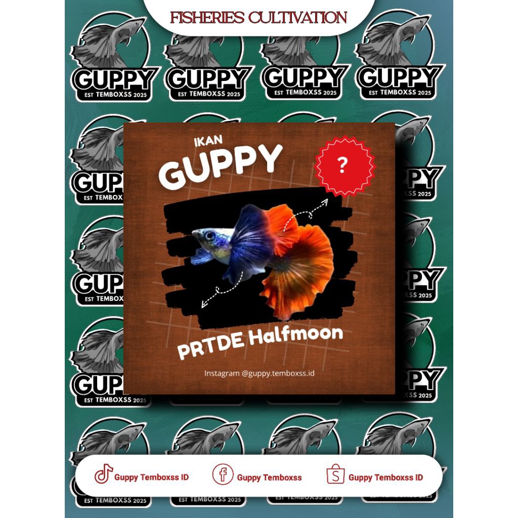 Hiasan Aquarium - Guppy PRTDE Halfmoon Grade A