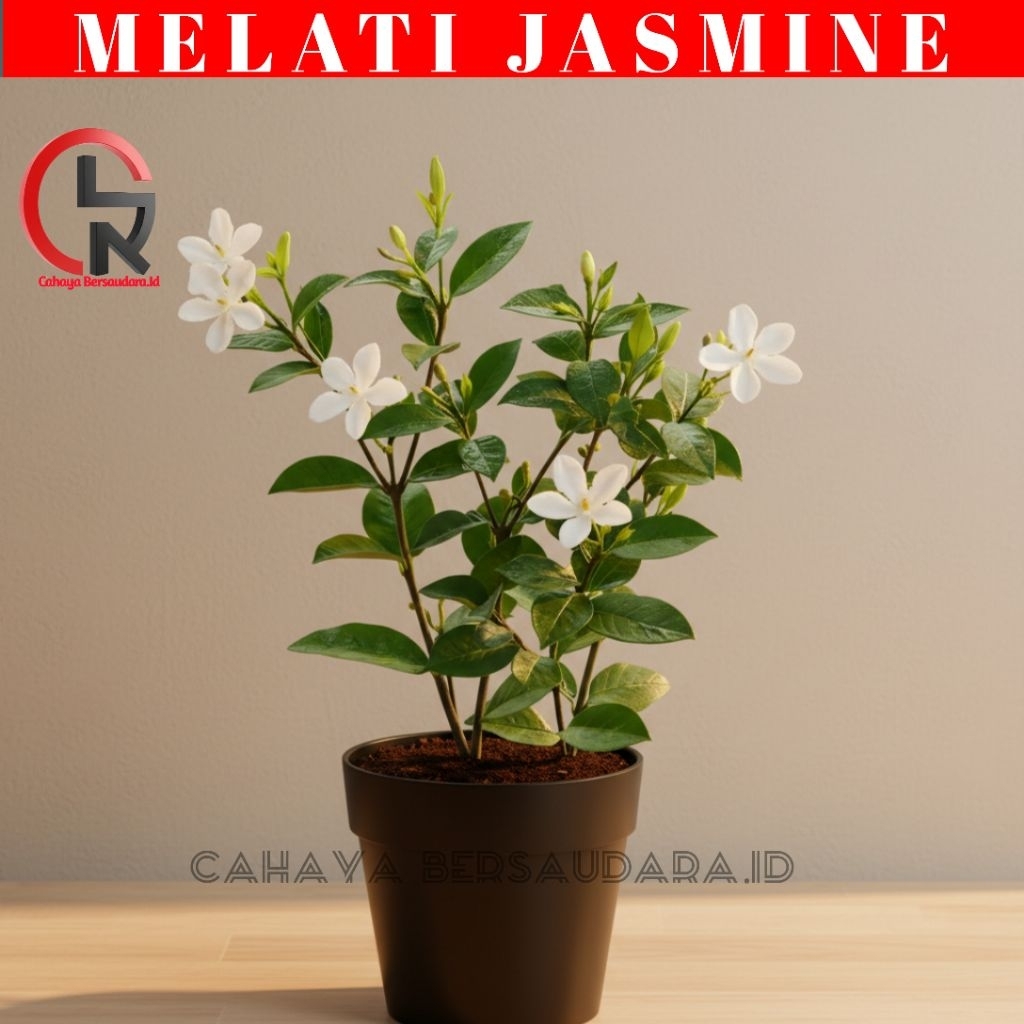 Tanaman Hias Melati Jasmine Hidup Berbunga Tanaman Melati Tanaman Hidup Rimbun