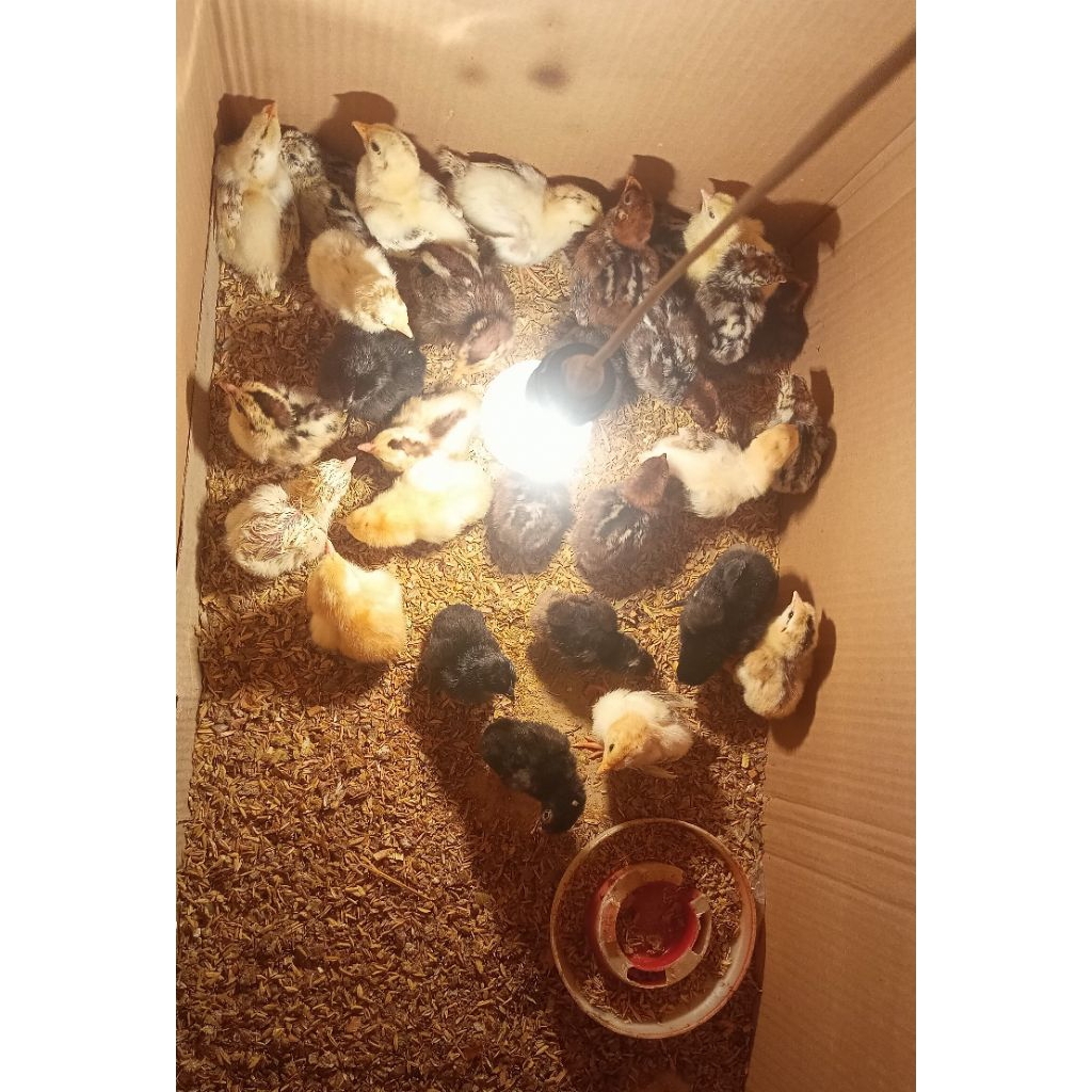 inkubator penetasan telur