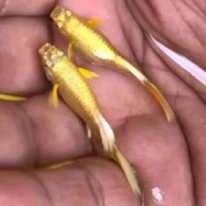 pembersih lantai ikan guppy full gold normal