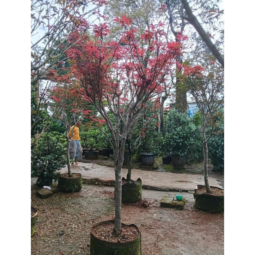 pohon red maple jepang