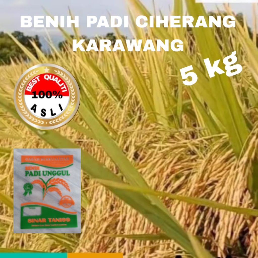 BENIH PADI CIHERANG KARAWANG MALAI PANJANG Berkualitas kemasan 5 kiloan