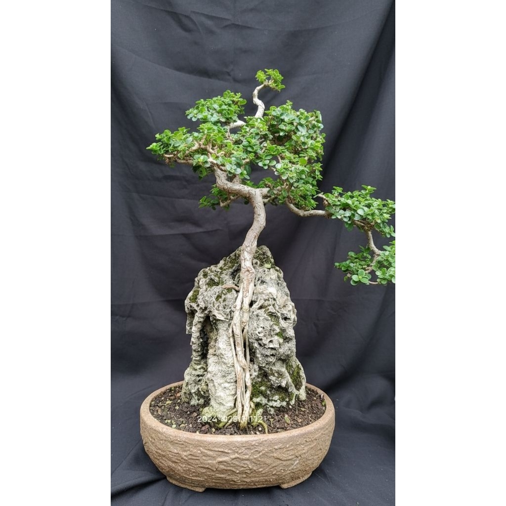 Bonsai mame Sancang on the rock siap pajang