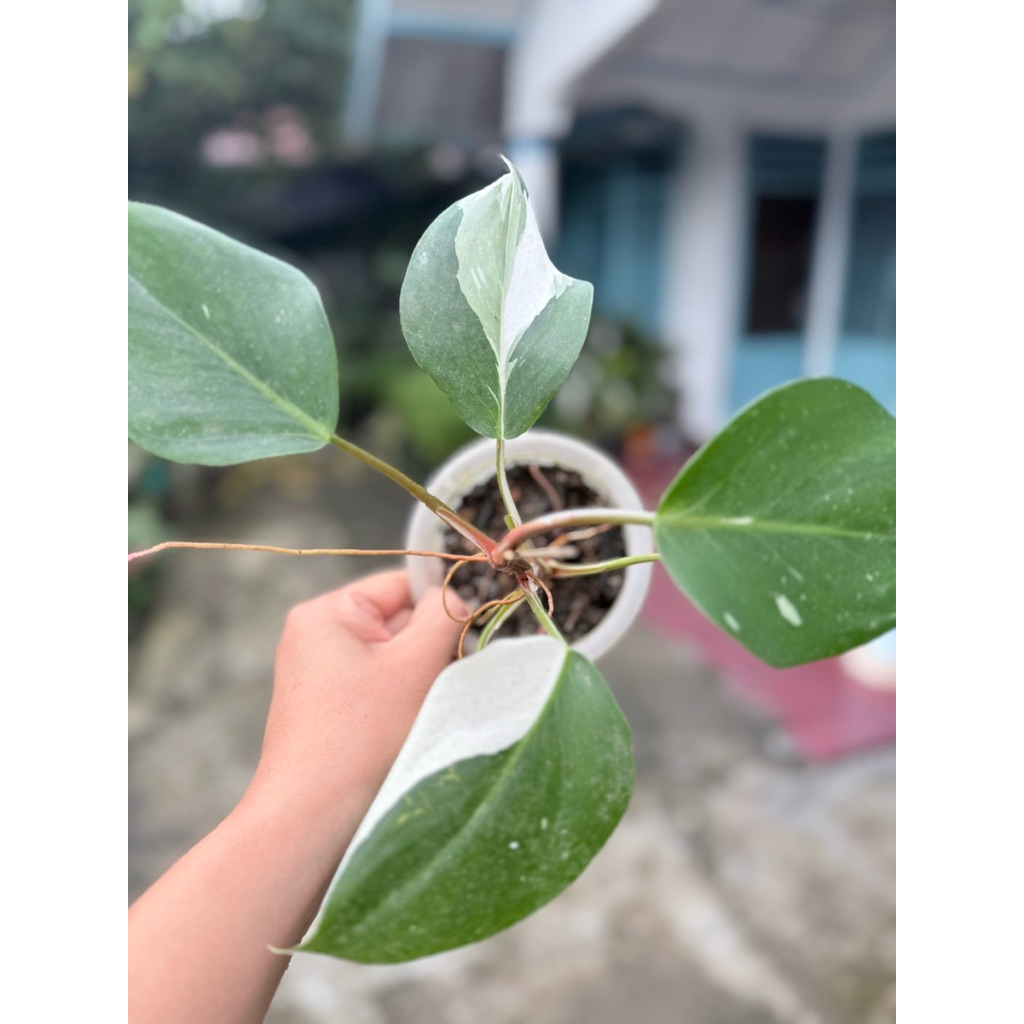 philodendron white knight