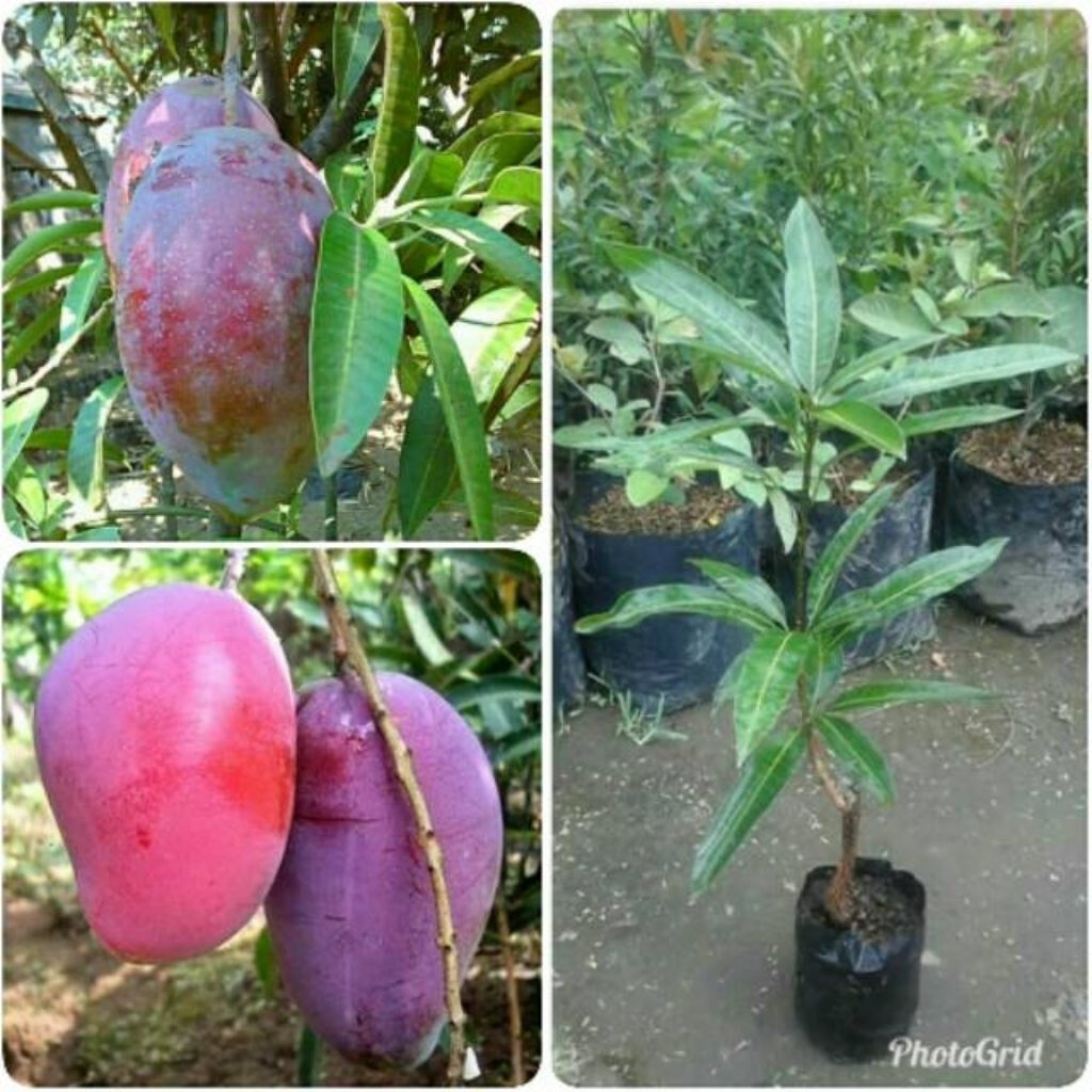 BIBIT BUAH MANGGA IRWIN UNGGUL, HASIL DARI KULTUR JARINGAN