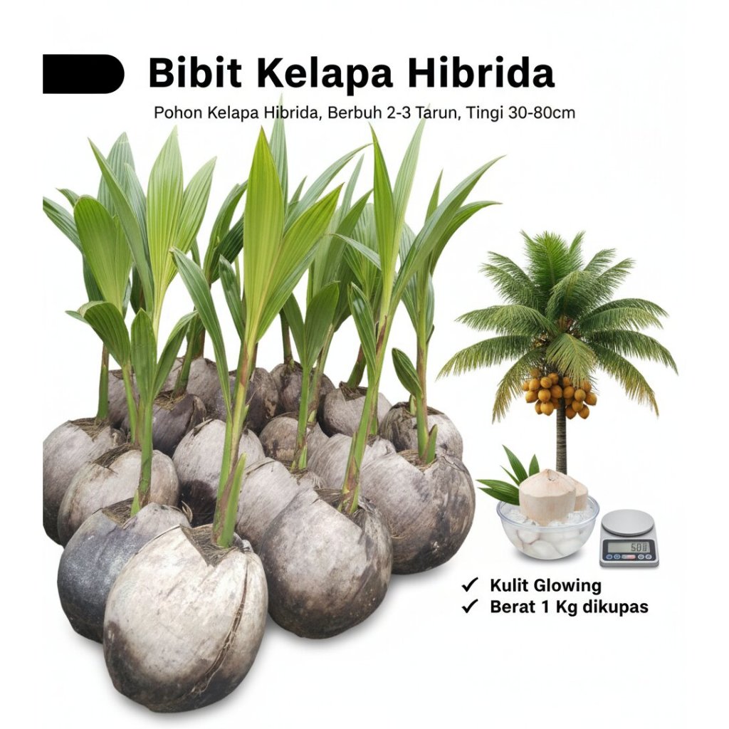 DICARI-CARI  Pohon Kelapa Hibrida F1