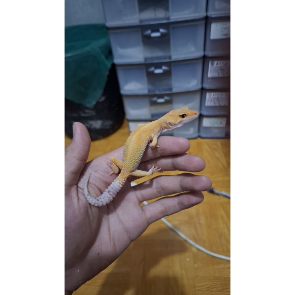 Leopard Gecko Male - Sunglow Enigma - Usia Juve Sehat Mulus