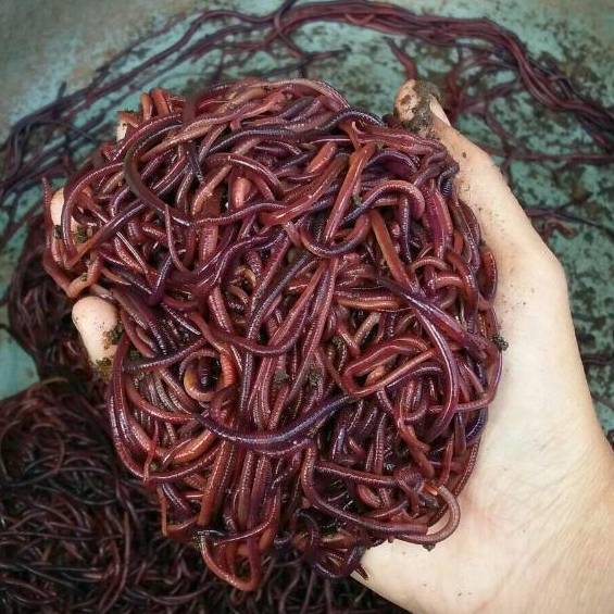 umpan ikan cacing tanah 1 kg