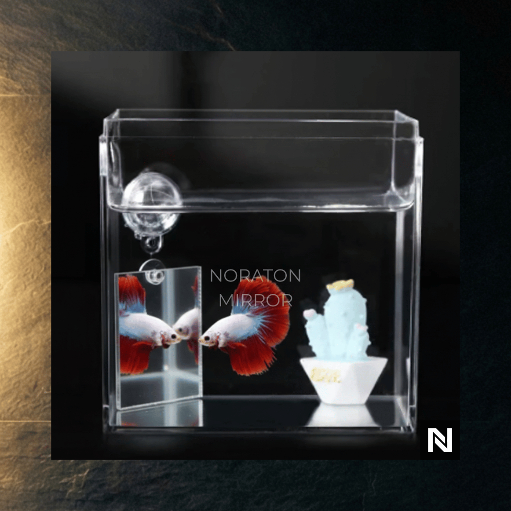 Cermin ikan cupang - Cermin Cupang Latih Mental Cupang - Cermin Asli - Jantur