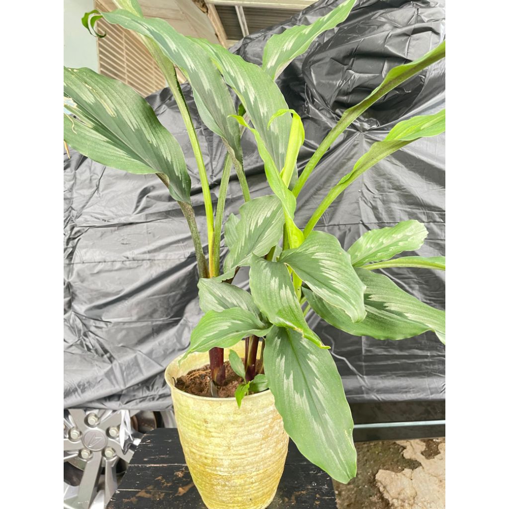 Bibit kunyit putih siap tanam Herbal/tradisional Makassar