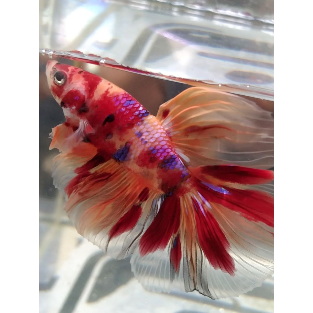 cupang HM multi size M