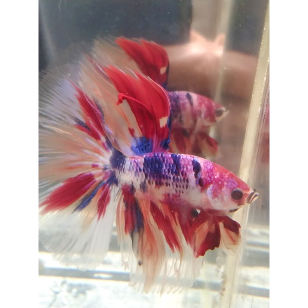 cupang HM multi size M