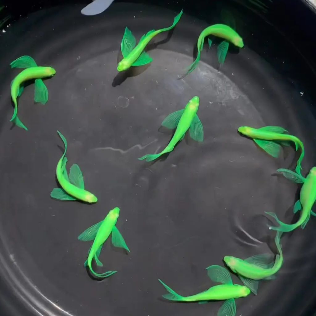 packing styrofoam (danio slayer hijau/green danio slayer)