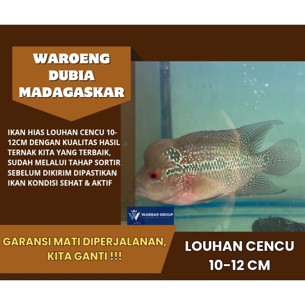 Ikan hias louhan cencu 10-12cm KUALITAS GRADE A ( GARANSI )