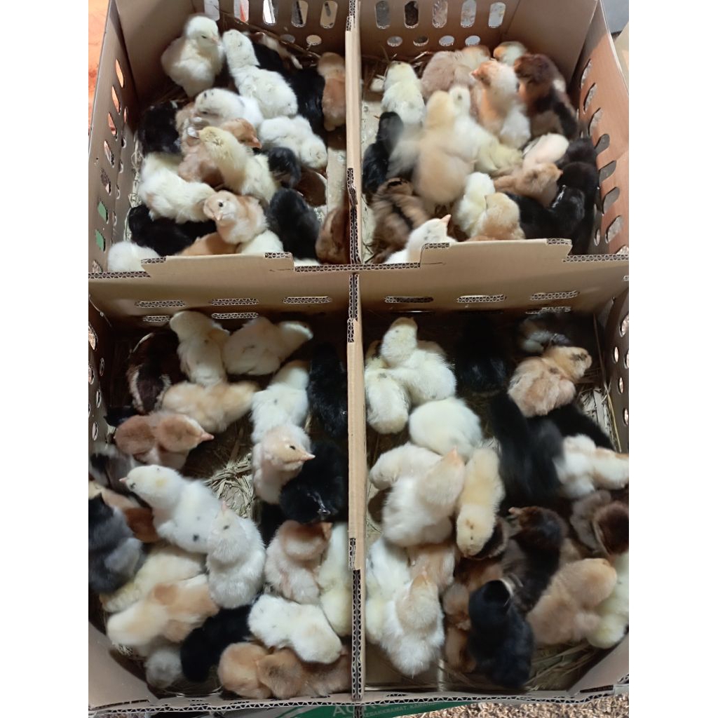 Doc ayam kampung super (joper)