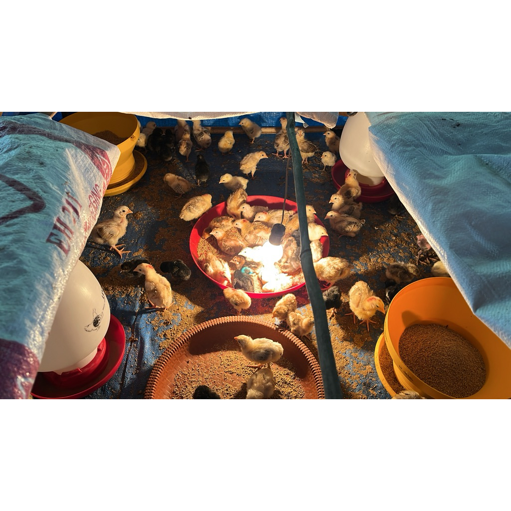 Lampu Pijar Kuning 5watt