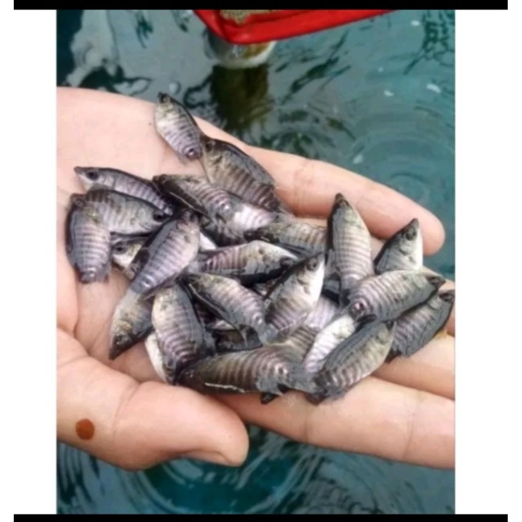 gurame soang uk jempol tangan