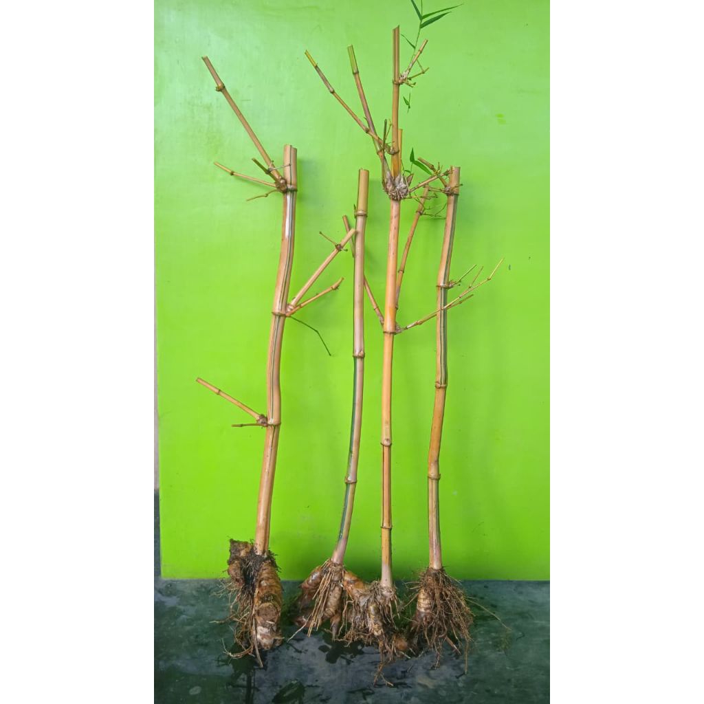 Bibit bambu kuning ampel