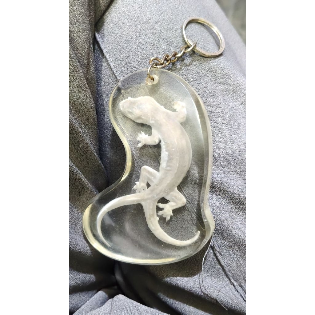 cicak ekor 2 bercabang v cicak langka yg sudah di awetkan