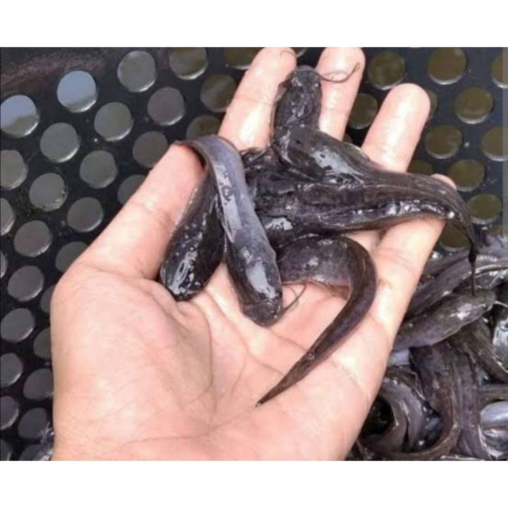 Bibit Ikan Lele Sangkuriang - Ukuran 7-8cm, Berkualitas Tinggi